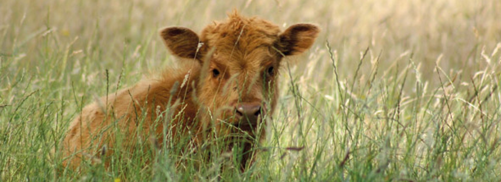 f-jonge-koe-gr.jpg