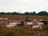 sheep-941820.jpg