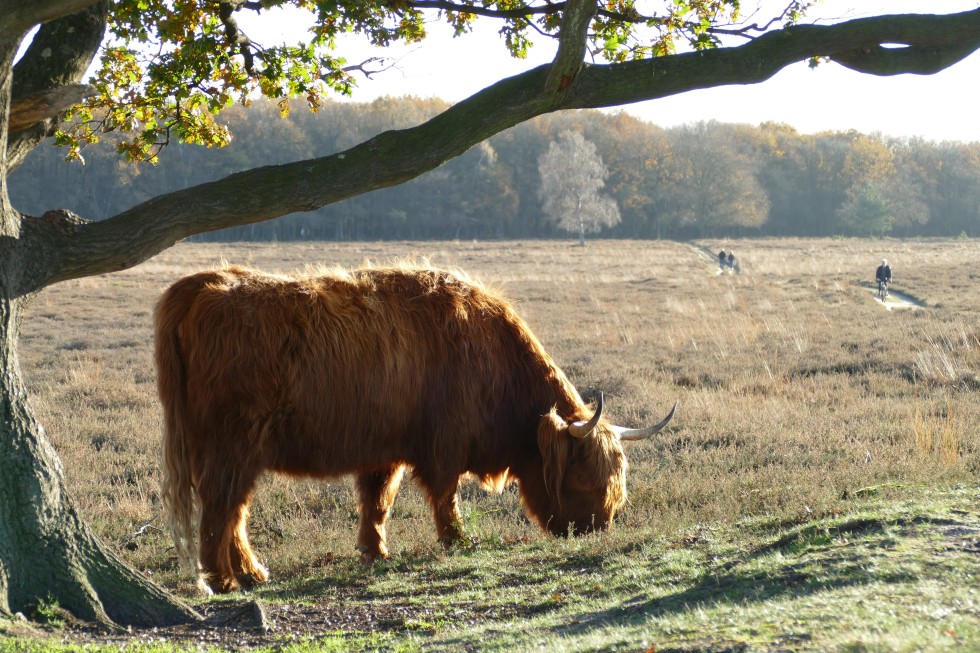 cow-5755934.jpg