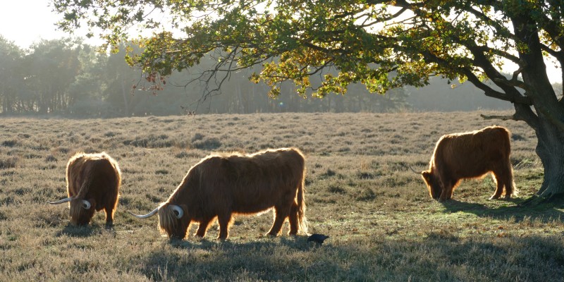 cow-5755935.jpg