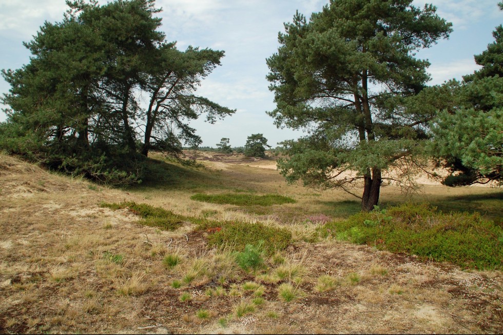 nature-3262659_1920.jpg