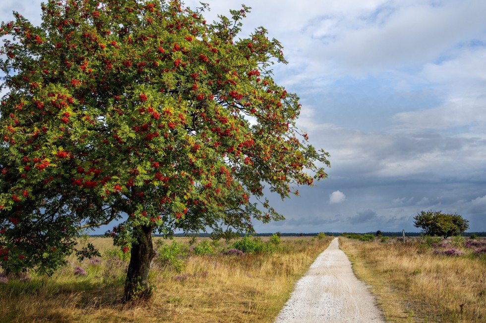 netherlands-4403147.jpg