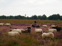 sheep-941820.jpg