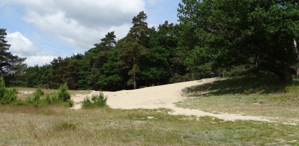bos 2.jpg
