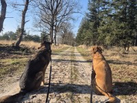 Honden op de heide